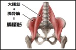 Iliopsoas
