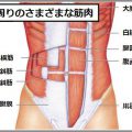 お腹にあるインナーマッスルは腹横筋と内腹斜筋