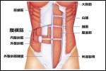 abdominis