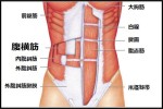 abdominis