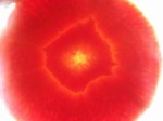 carrot_slice