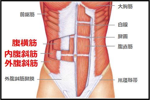 腹筋インナーマッスルは腹横筋と腹斜筋