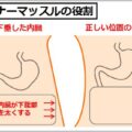 インナーマッスルがウエストを細くする理由