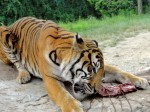 eat_tiger