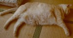 fat_cat
