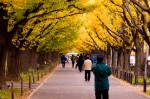 gingko_street