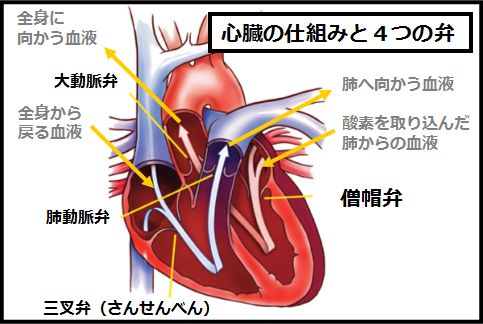 心臓の仕組みと4つの弁