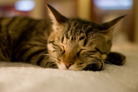 寝室を睡眠の準備をする