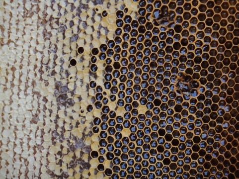 ハチミツによる皮膚の傷の再生メカニズム