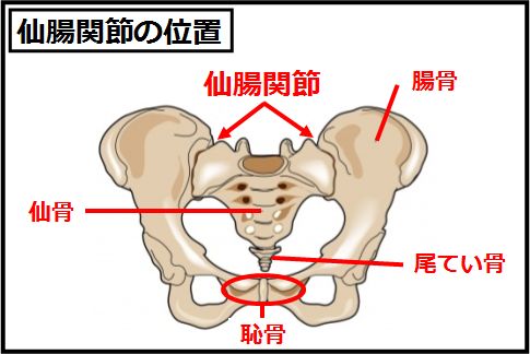 腰痛の原因「仙腸関節」の位置