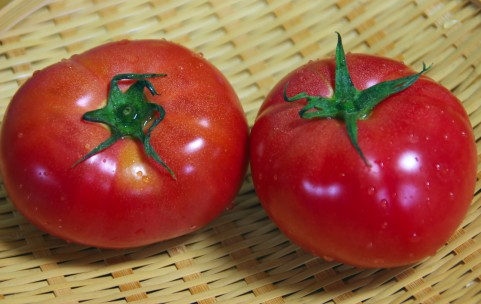 リコピン効果はトマトの完熟度で違う