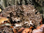 maitake (480×362)