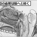 鼻ニキビ「めんちょう」は死ぬこともある病気!?