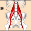 転倒予防インナーマッスル「大腰筋」鍛え方