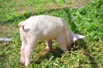 pig