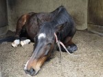 sleeping_horse