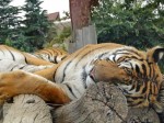 sleeping_tiger