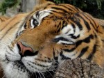 sleepytiger