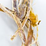 するめダイエット