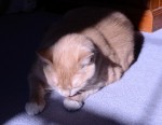sushine_cat
